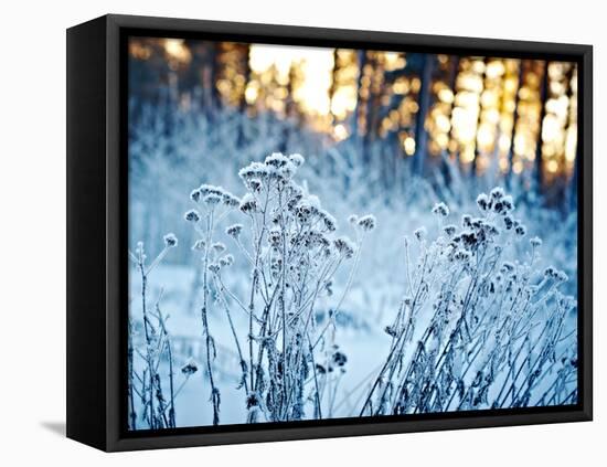 Winter Landscape.Winter Scene .Frozenned Flower-null-Framed Premier Image Canvas