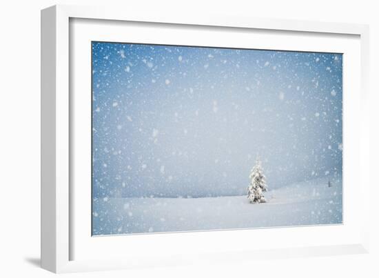 Winter Landscape with Snow-Covered Fir-Tree in a Lonely Mountain Valley. Christmas Theme with Snowf-Kotenko-Framed Photographic Print