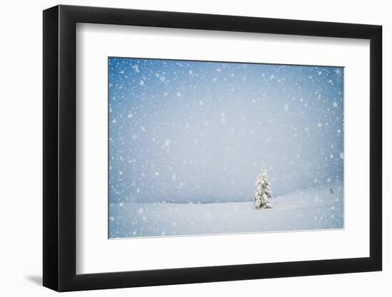 Winter Landscape with Snow-Covered Fir-Tree in a Lonely Mountain Valley. Christmas Theme with Snowf-Kotenko-Framed Photographic Print