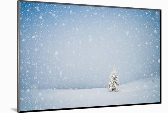 Winter Landscape with Snow-Covered Fir-Tree in a Lonely Mountain Valley. Christmas Theme with Snowf-Kotenko-Mounted Photographic Print