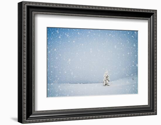 Winter Landscape with Snow-Covered Fir-Tree in a Lonely Mountain Valley. Christmas Theme with Snowf-Kotenko-Framed Photographic Print