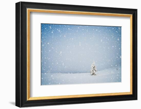 Winter Landscape with Snow-Covered Fir-Tree in a Lonely Mountain Valley. Christmas Theme with Snowf-Kotenko-Framed Photographic Print