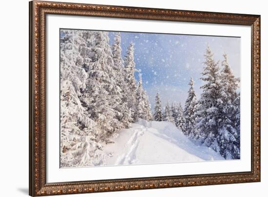 Winter Landscape with Snow Drifts and a Footpath in a Mountain Forest. Forest after a Snow Storm-Kotenko-Framed Photographic Print