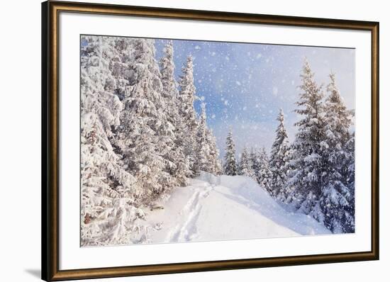 Winter Landscape with Snow Drifts and a Footpath in a Mountain Forest. Forest after a Snow Storm-Kotenko-Framed Photographic Print