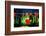 Winter Lantern Festival, Frog and Heart, 2018-Anthony Butera-Framed Photographic Print