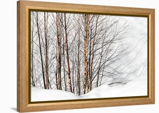 Winter Light and Shadows-Ursula Abresch-Framed Premier Image Canvas