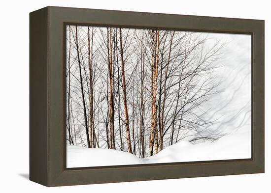 Winter Light and Shadows-Ursula Abresch-Framed Premier Image Canvas