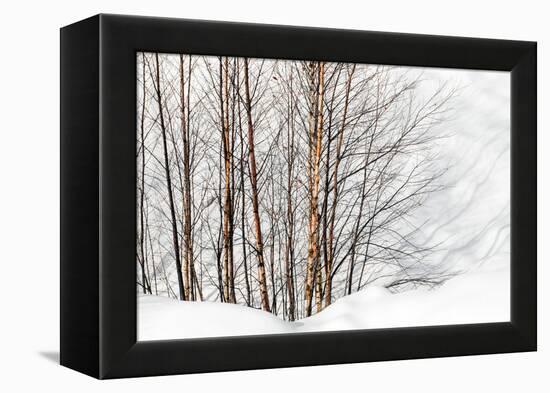 Winter Light and Shadows-Ursula Abresch-Framed Premier Image Canvas