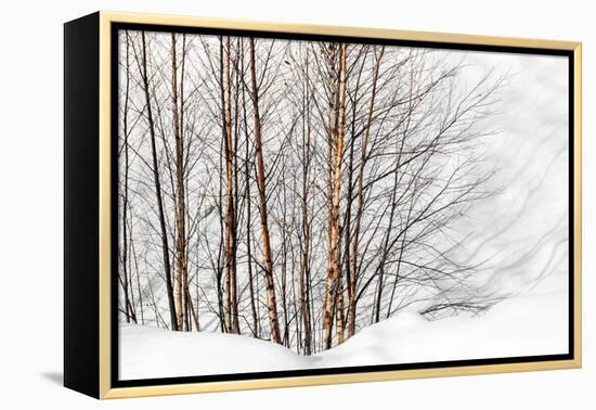 Winter Light and Shadows-Ursula Abresch-Framed Premier Image Canvas