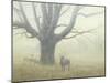 Winter Mist-Michael Budden-Mounted Giclee Print