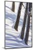 Winter Mood in the Wood-Armin Mathis-Mounted Photographic Print