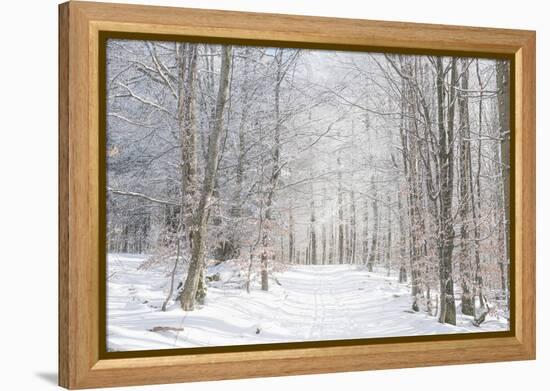 Winter Mood-Philippe Sainte-Laudy-Framed Premier Image Canvas