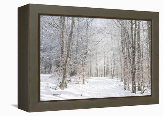Winter Mood-Philippe Sainte-Laudy-Framed Premier Image Canvas