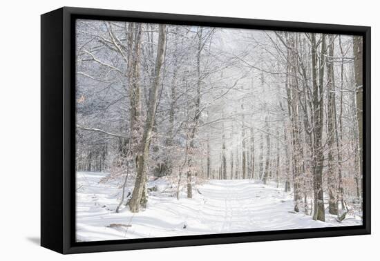 Winter Mood-Philippe Sainte-Laudy-Framed Premier Image Canvas