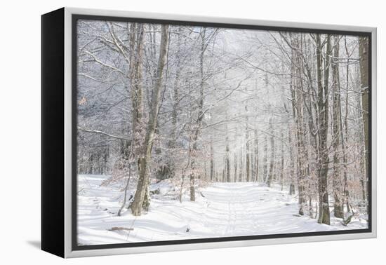 Winter Mood-Philippe Sainte-Laudy-Framed Premier Image Canvas