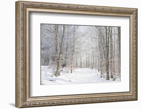 Winter Mood-Philippe Sainte-Laudy-Framed Photographic Print