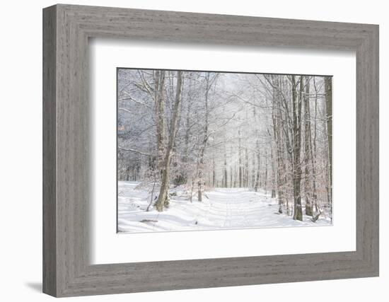 Winter Mood-Philippe Sainte-Laudy-Framed Photographic Print