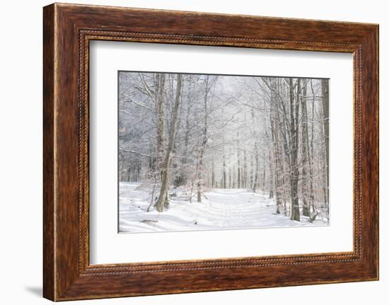 Winter Mood-Philippe Sainte-Laudy-Framed Photographic Print