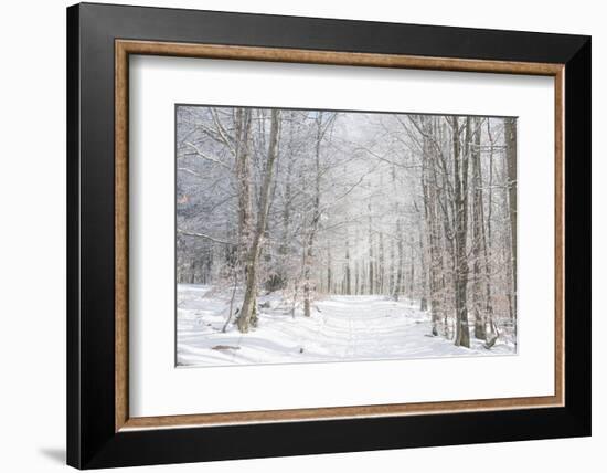 Winter Mood-Philippe Sainte-Laudy-Framed Photographic Print