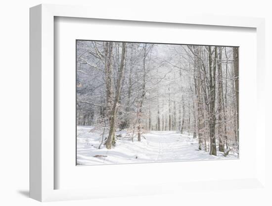 Winter Mood-Philippe Sainte-Laudy-Framed Photographic Print