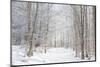 Winter Mood-Philippe Sainte-Laudy-Mounted Photographic Print