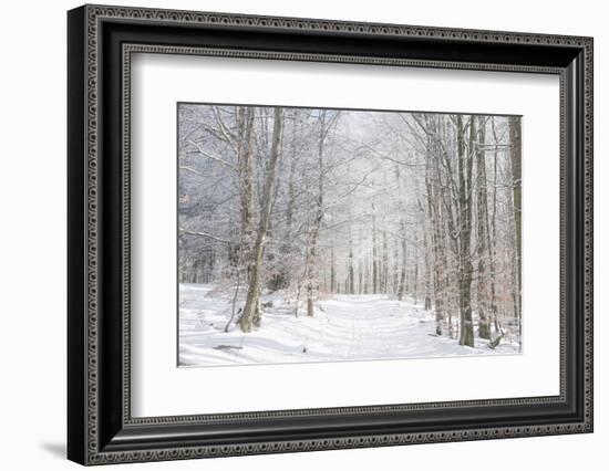 Winter Mood-Philippe Sainte-Laudy-Framed Photographic Print