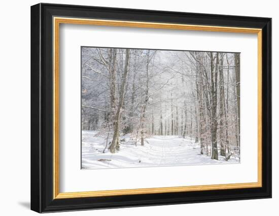 Winter Mood-Philippe Sainte-Laudy-Framed Photographic Print