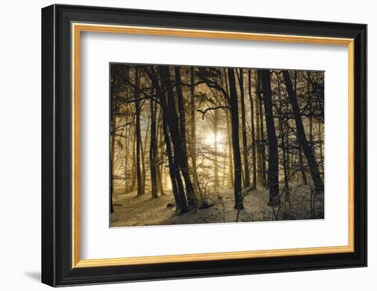 winter morning-Norbert Maier-Framed Photographic Print