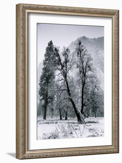 Winter Mornings & Light Snow Yosemite Valley-Vincent James-Framed Photographic Print