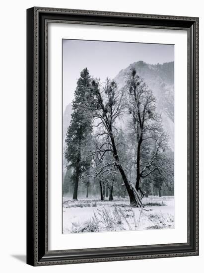 Winter Mornings & Light Snow Yosemite Valley-Vincent James-Framed Photographic Print