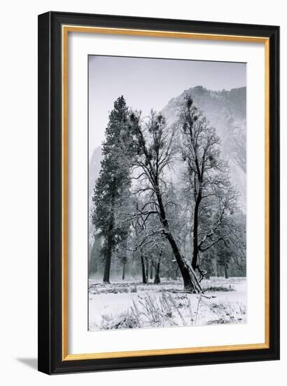 Winter Mornings & Light Snow Yosemite Valley-Vincent James-Framed Photographic Print