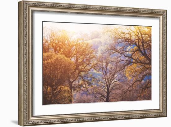 Winter Oaks, Sacramento California-Vincent James-Framed Photographic Print
