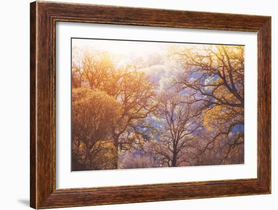 Winter Oaks, Sacramento California-Vincent James-Framed Photographic Print