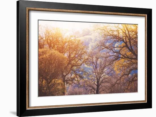 Winter Oaks, Sacramento California-Vincent James-Framed Photographic Print