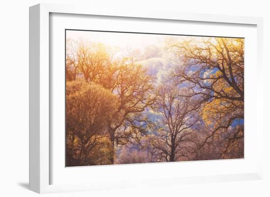 Winter Oaks, Sacramento California-Vincent James-Framed Photographic Print