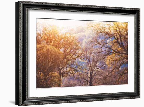 Winter Oaks, Sacramento California-Vincent James-Framed Photographic Print