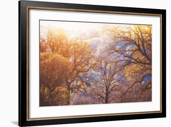 Winter Oaks, Sacramento California-Vincent James-Framed Photographic Print