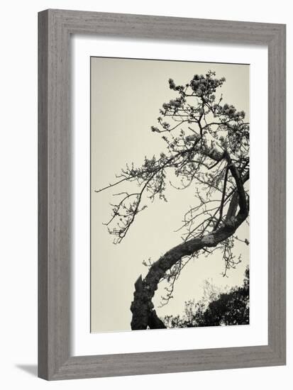 Winter Plum-Geoffrey Ansel Agrons-Framed Photographic Print