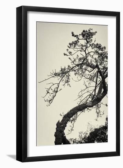 Winter Plum-Geoffrey Ansel Agrons-Framed Photographic Print