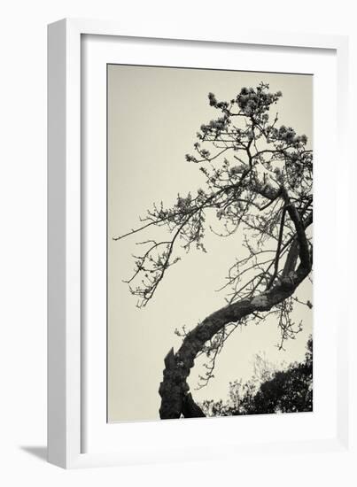 Winter Plum-Geoffrey Ansel Agrons-Framed Photographic Print