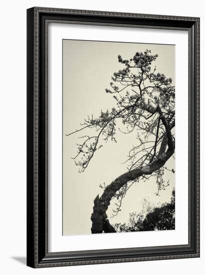 Winter Plum-Geoffrey Ansel Agrons-Framed Photographic Print