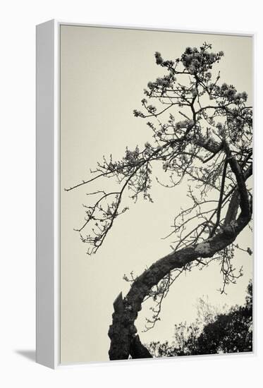 Winter Plum-Geoffrey Ansel Agrons-Framed Premier Image Canvas