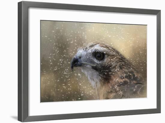 Winter Redtail-Jai Johnson-Framed Giclee Print