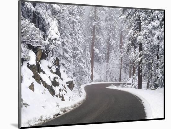 Winter Road in Yosemite National Park-Darrell Gulin-Mounted Photographic Print