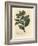 Winter's Bark Tree, Wintera Aromatica, Drimys Winteri-James Sowerby-Framed Giclee Print