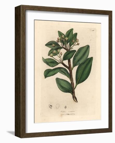 Winter's Bark Tree, Wintera Aromatica, Drimys Winteri-James Sowerby-Framed Giclee Print