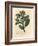 Winter's Bark Tree, Wintera Aromatica, Drimys Winteri-James Sowerby-Framed Giclee Print