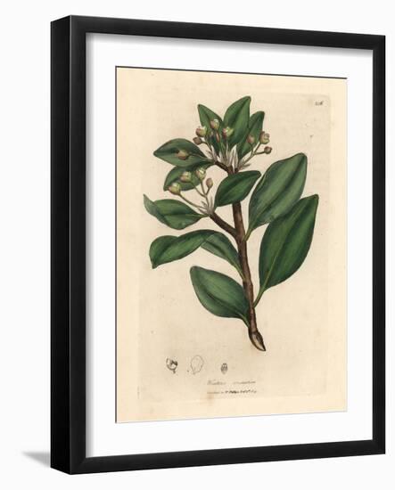 Winter's Bark Tree, Wintera Aromatica, Drimys Winteri-James Sowerby-Framed Giclee Print