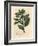 Winter's Bark Tree, Wintera Aromatica, Drimys Winteri-James Sowerby-Framed Giclee Print