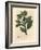 Winter's Bark Tree, Wintera Aromatica, Drimys Winteri-James Sowerby-Framed Giclee Print